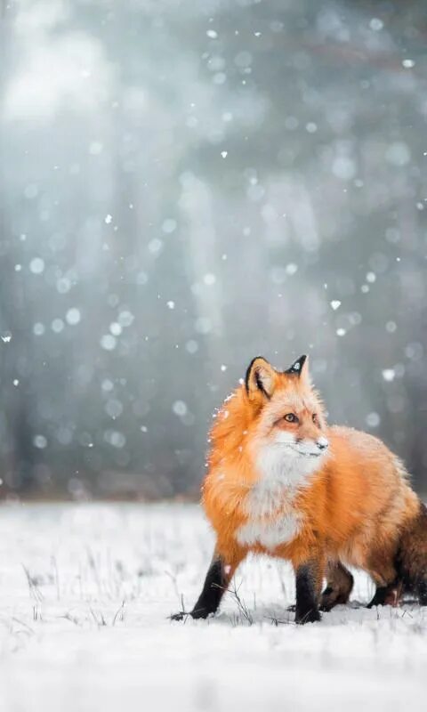 Who fox