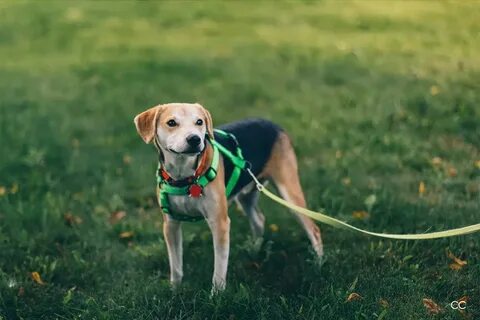 Pet варианты