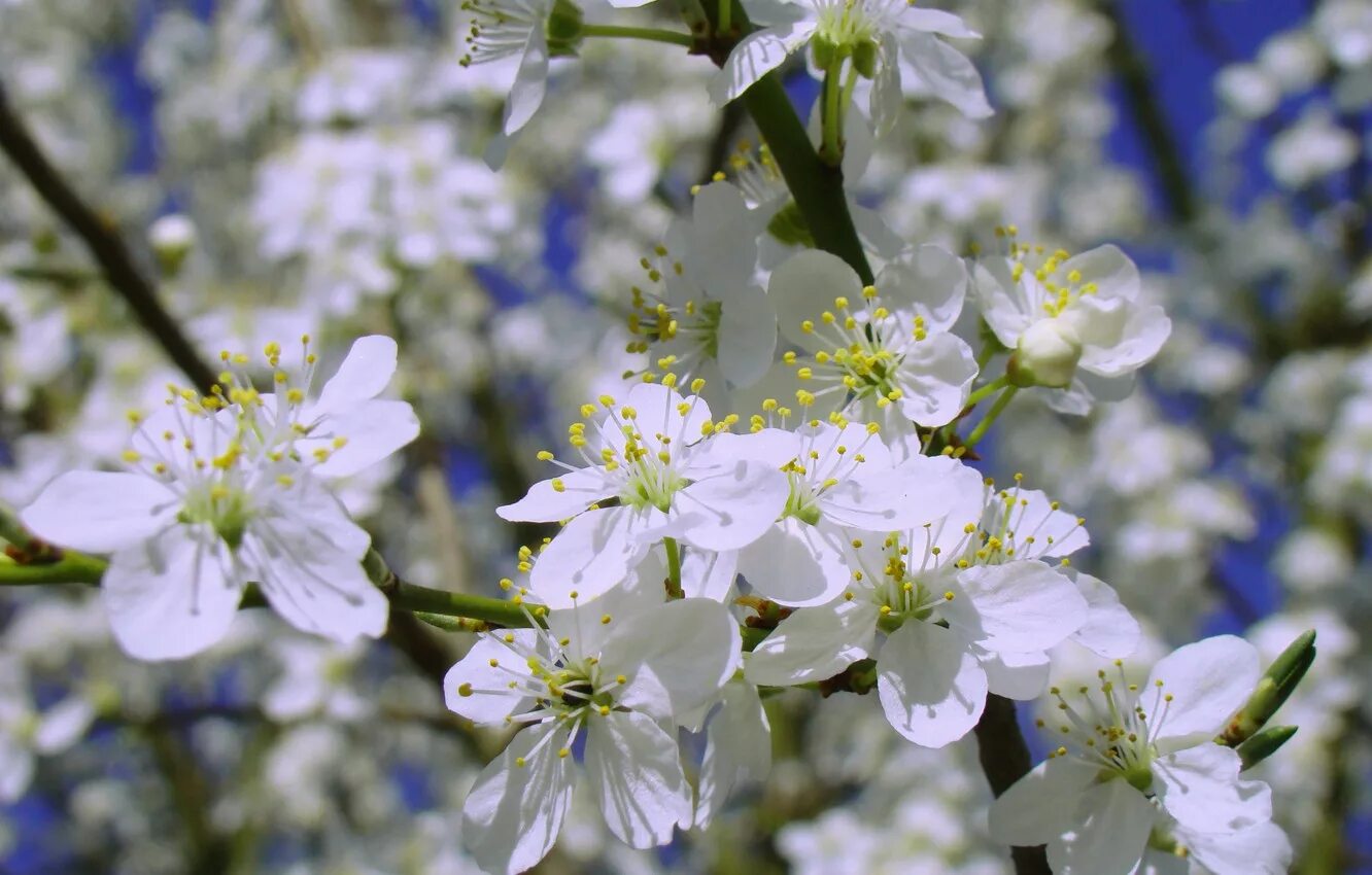 Белая цветет в мае. Май природа. Цветущий май. Май цветение.