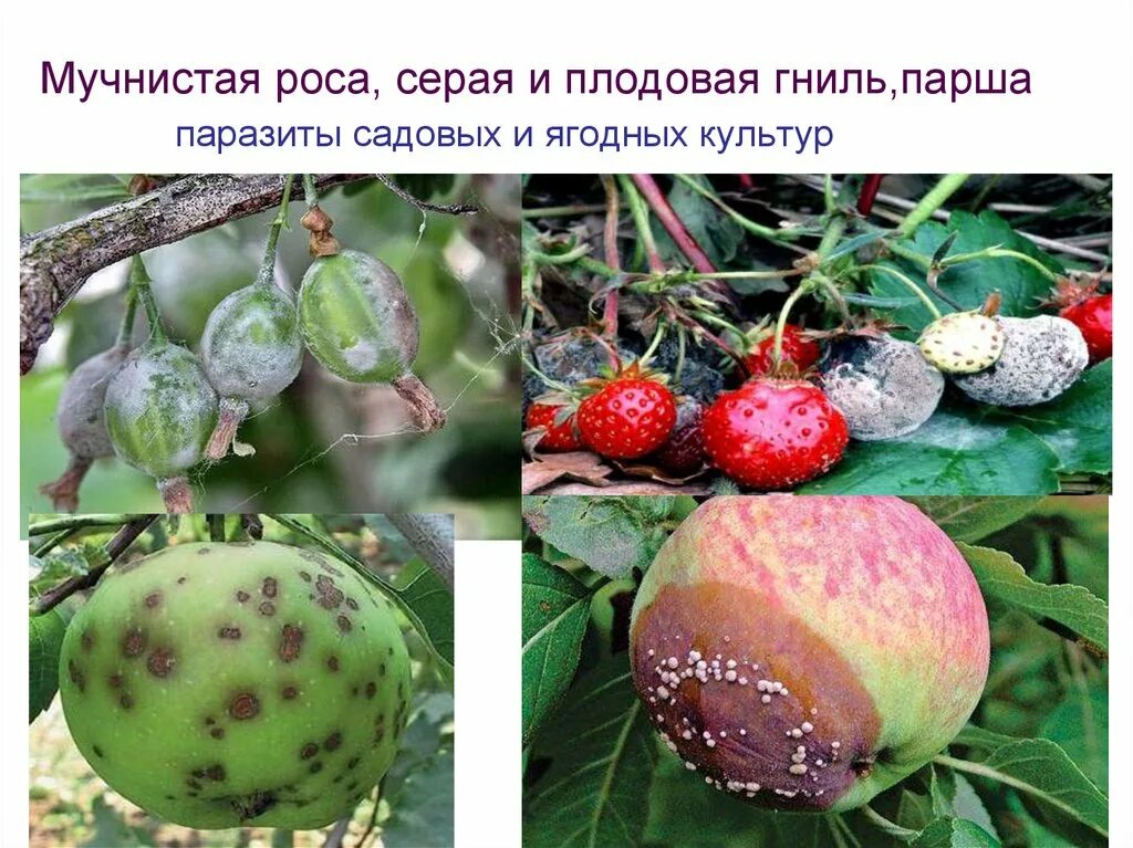 Сообщение на тему грибы паразиты растений