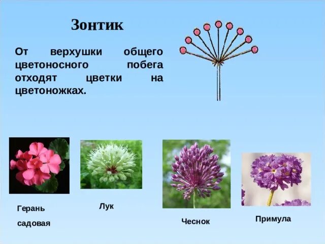 Соцветие зонтик примула. Цветы с соцветием зонтик. Соцветие зонтик герань. Соцветие зонтик примеры растений.