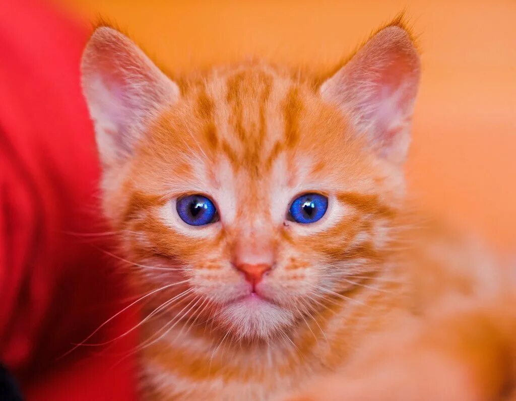 Охос азулес кошка рыжий. Охос азулес длинношерстный. Макрелевый табби рыжий. Рыжий котёнок. Рыжая бритая