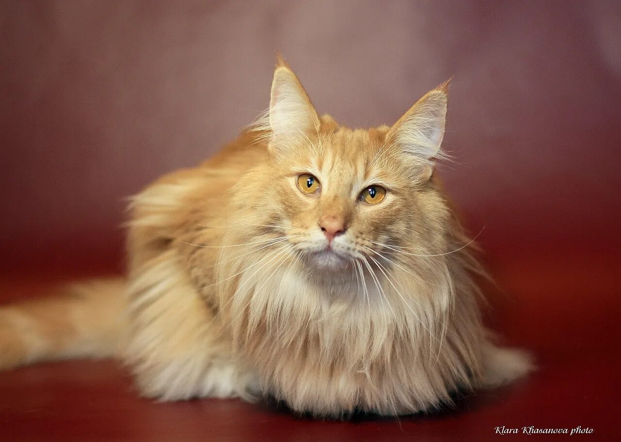 Норвежская Лесная кошка рыжая. Норвежская длинношерстная Лесная кошка. Норвежский Лесной кот рыжий. Ангорская Сибирская кошка рыжая. Породы длинных котов