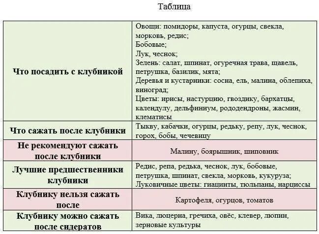 Что можно сажать после клубники весной