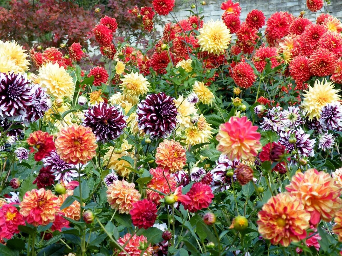 Георгины однолетние сорта. Dahlia (георгин). георгины однолетники. георгины ерошка.