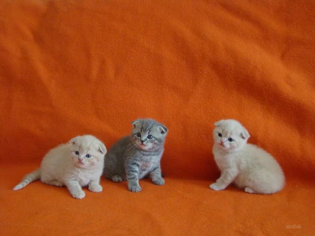 Британским котятам две недели - Питомник GALA-CAT
