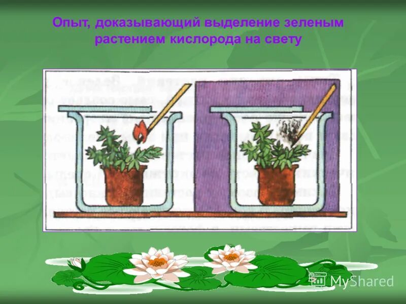 Опыт диффузия в жидкости. Опыты по биологии с растениями. Выносить опыт. Анекдоты про опыт жизни. Опыты по дыханию растений.