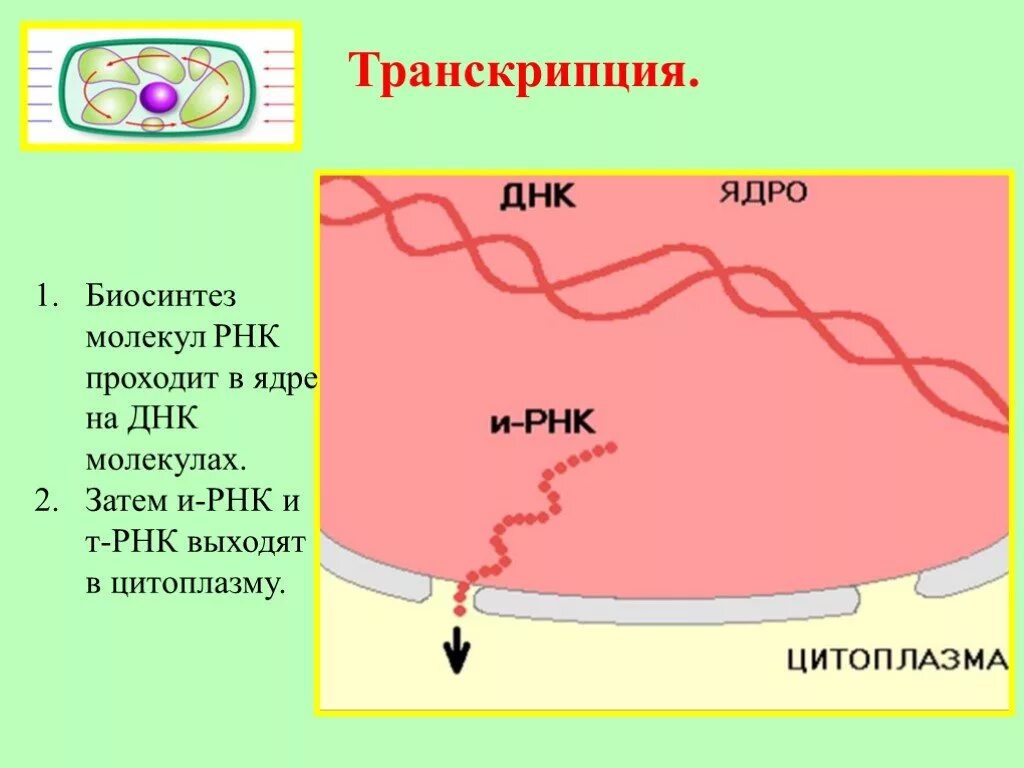 Биосинтез ядра происходит в. Транскрипция в ядре клетки. Синтез РНК В ядре. РНК В цитоплазме. ДНК В ядре.