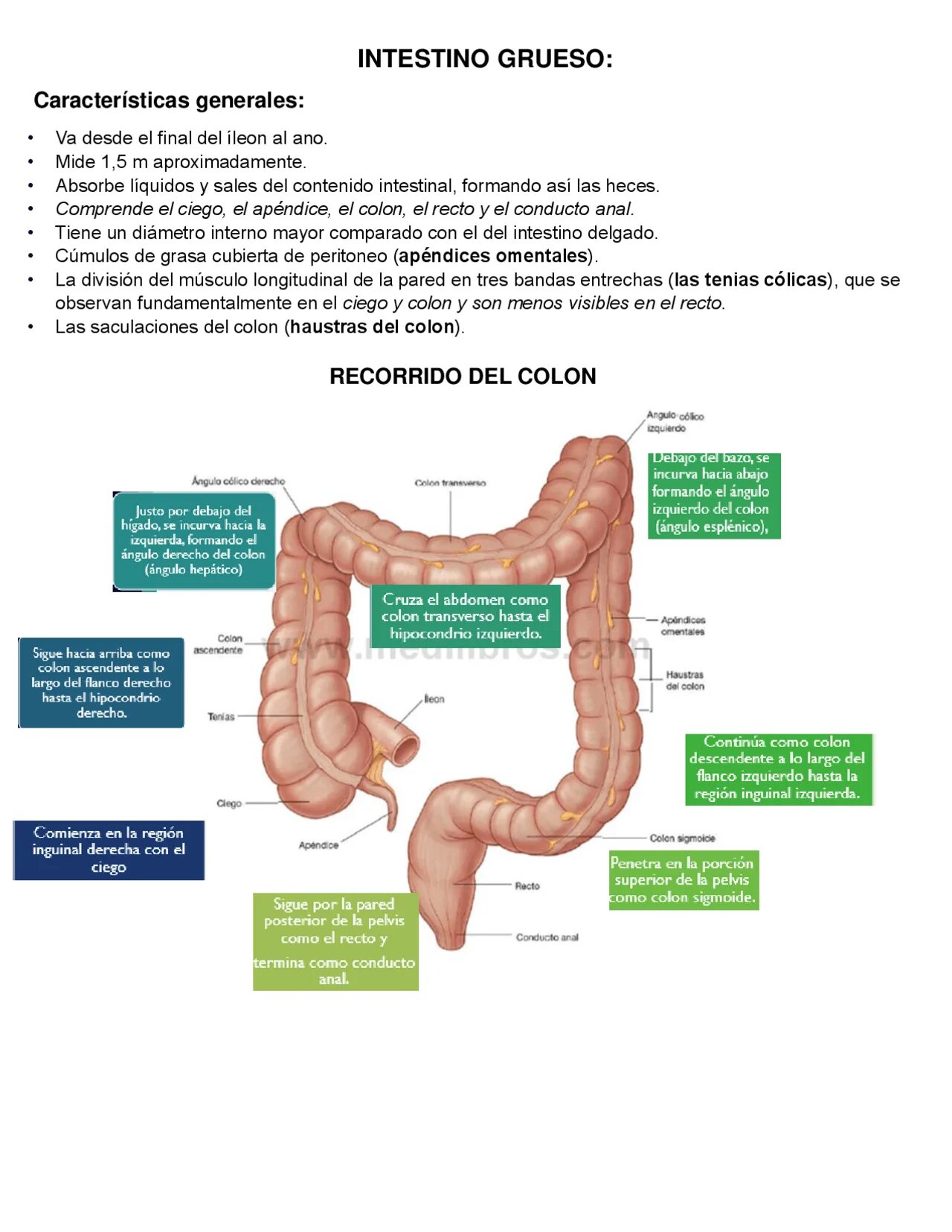 Colon какое государство. Colon перевод