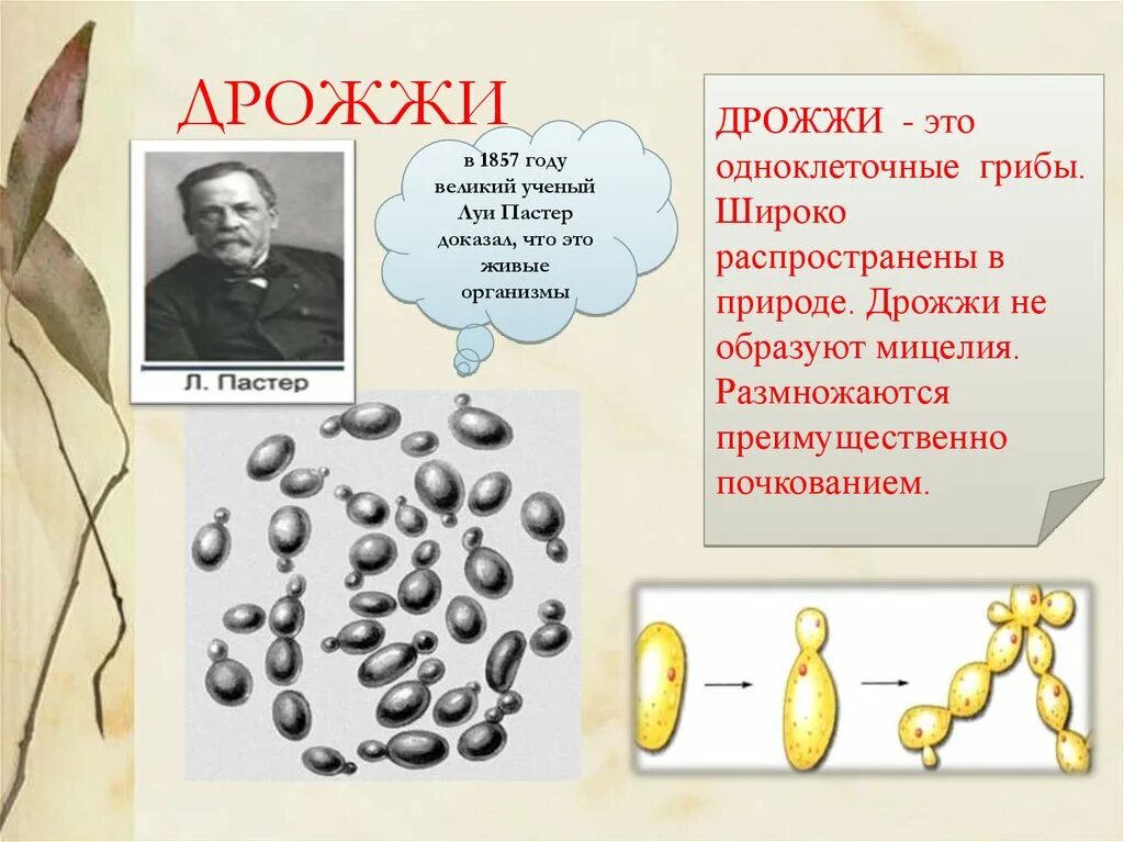 Дрожжи живые организмы. Плесневые одноклеточные грибы дрожжи. Биология 6 класс грибы дрожжи. Дрожжи одноклеточные грибы 5 класс. Дрожжи размножаются почкованием.