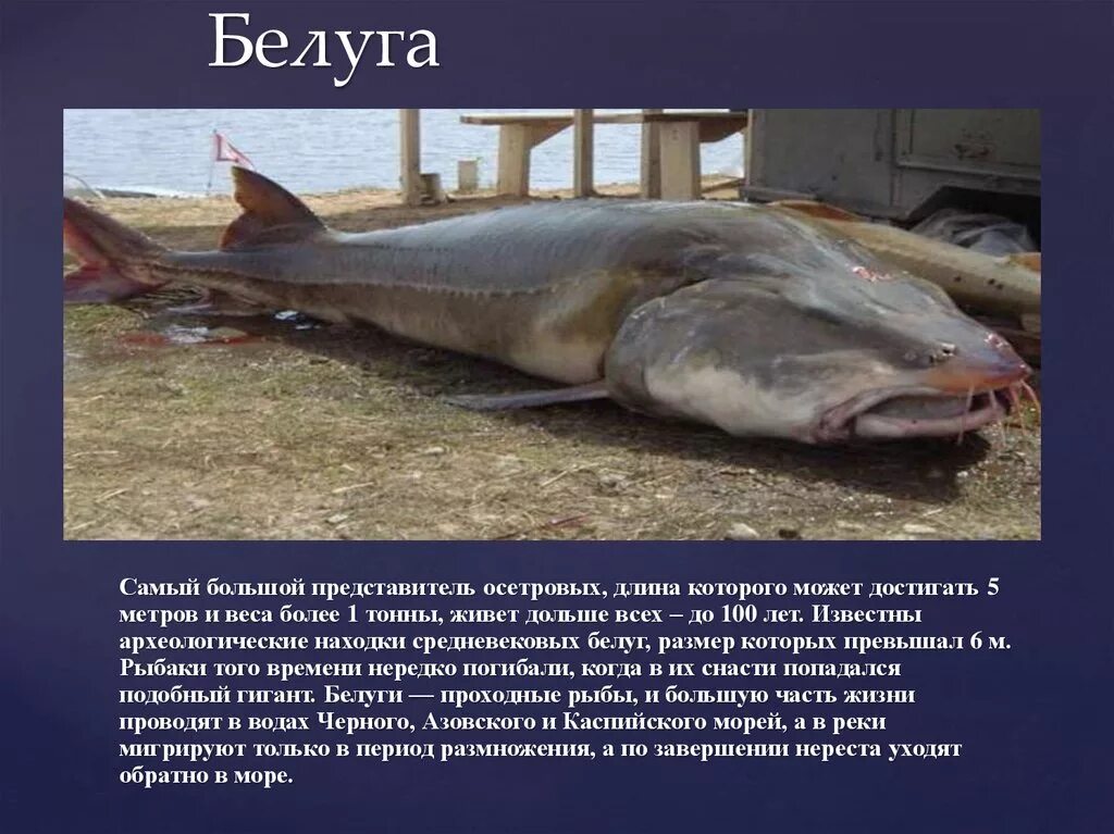 Какая самая крупная пресноводная рыба калининградской области. Волжская Белуга. Белуга в Азовском море. Белуга рыба максимальный вес.