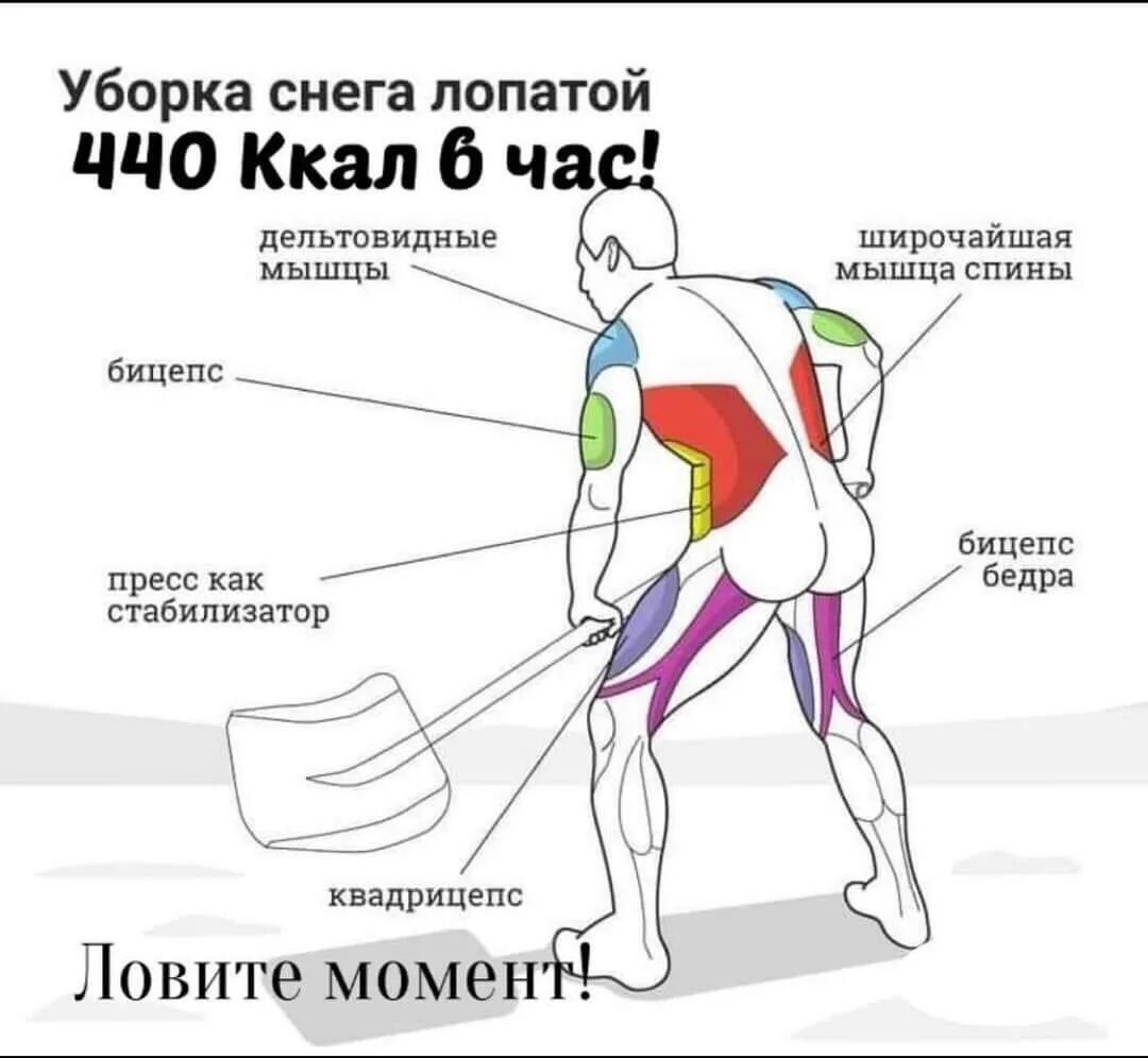 На велосипеде качаются мышцы. Какие мышцы качаются при уборке снега. Упражнения и задействованные мышцы. Какие мышцы качаются. Мышцы задействованные при ходьбе.