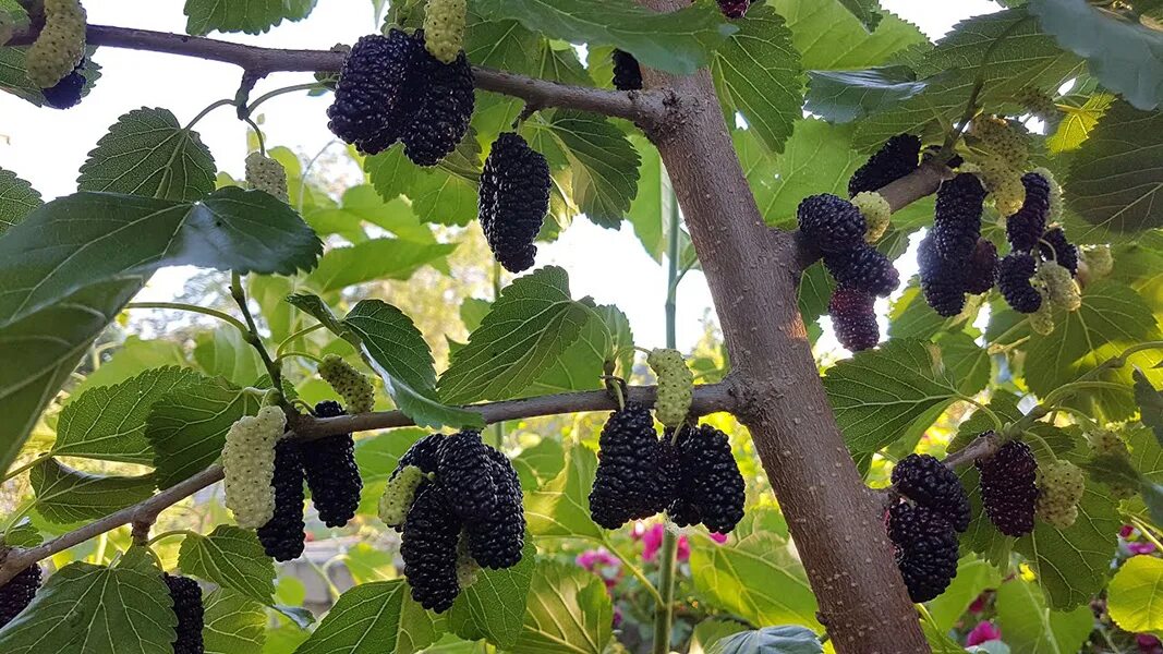 Какие сорта шелковицы
