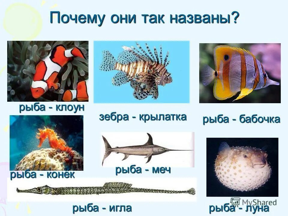 Морские рыбы для дошкольников. 2+2 равно 5. Рыба у которой на одном боку два глаза. Легендарная рыба. Разнообразие рыб для детей.