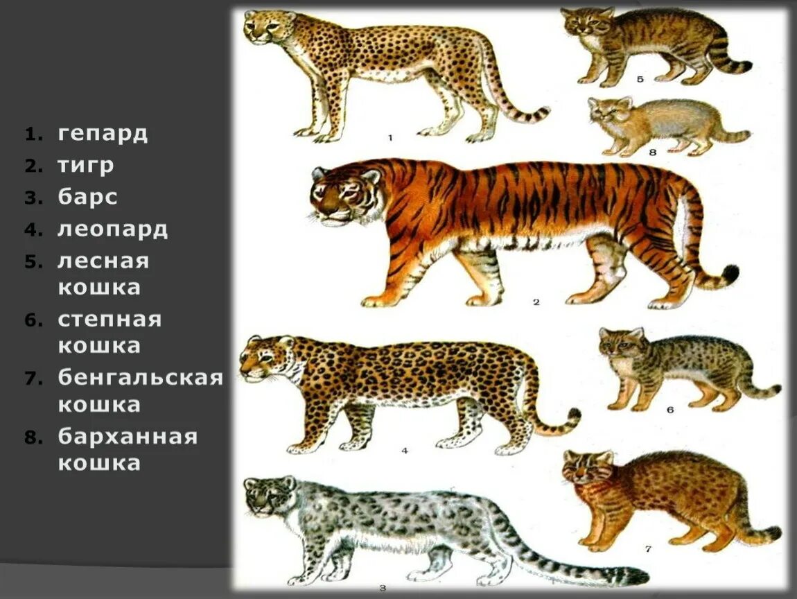 Гепард леопард Ягуар Пума. Леопард Ягуар пантера. Тигр леопард гепард Ягуар. Гепард и леопард и Ягуар и пантера.