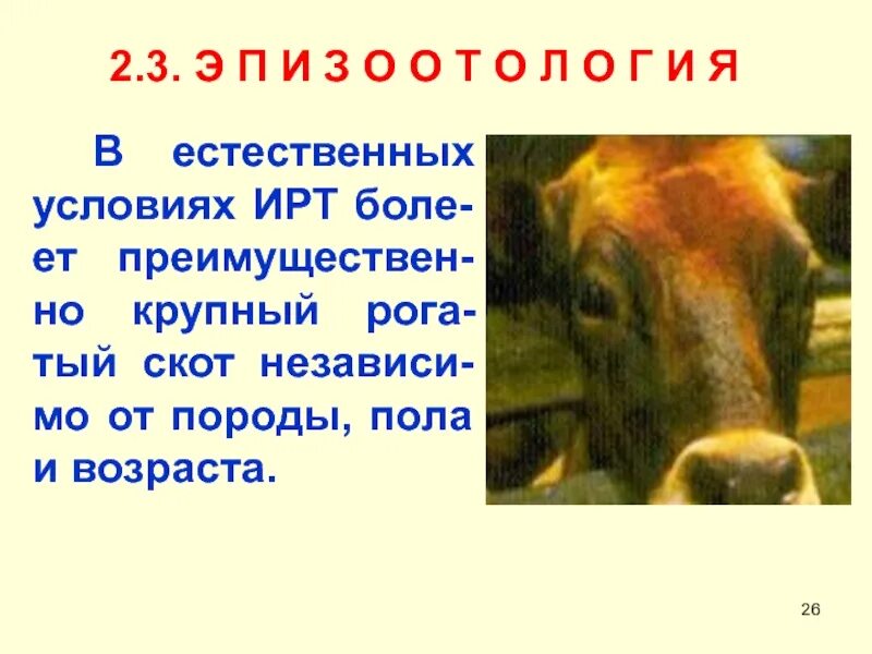 Инфекционный ринотрахеит скота. Парагрипп крупного рогатого скота. Парагрипп-3 крупного рогатого скота. Транспортная лихорадка крупного рогатого скота (парагрипп).. Инфекционный ринотрахеит КРС презентация.