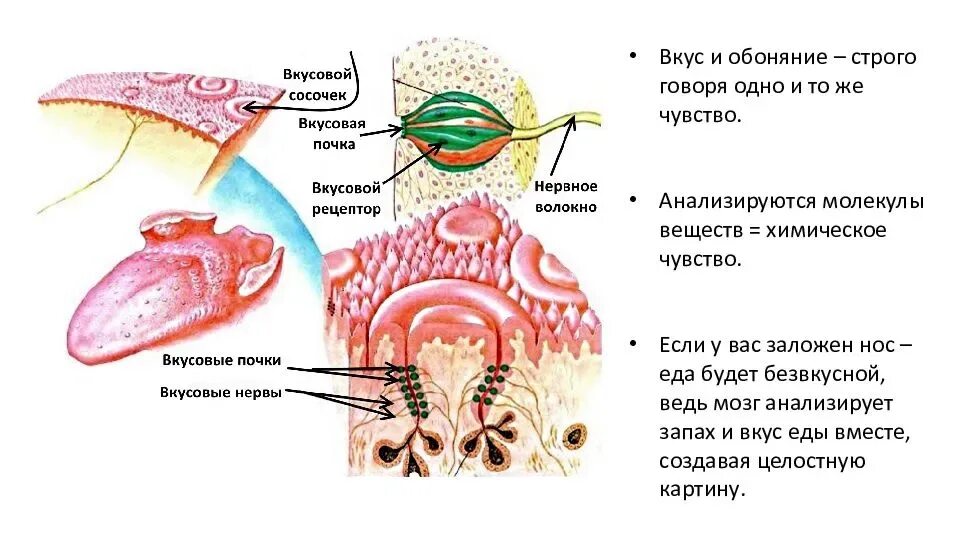 Вкусовое обоняние. Вкусовой анализатор строение сосочки. Биология 8 класс и вкусовой Рецептор. Вкусовой анализатор 8 класс биология. Вкусовые сосочки 8 класс биология.