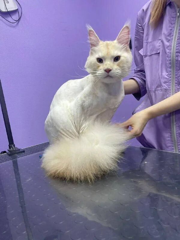 Выставка кошек в акварели волгоград. Выставка редких кошек волгоград. Пушистый рай дата выхода серий. Пушистый рай бабушкино где находиться салон для собак. Пушистый рай дата выхода серий.