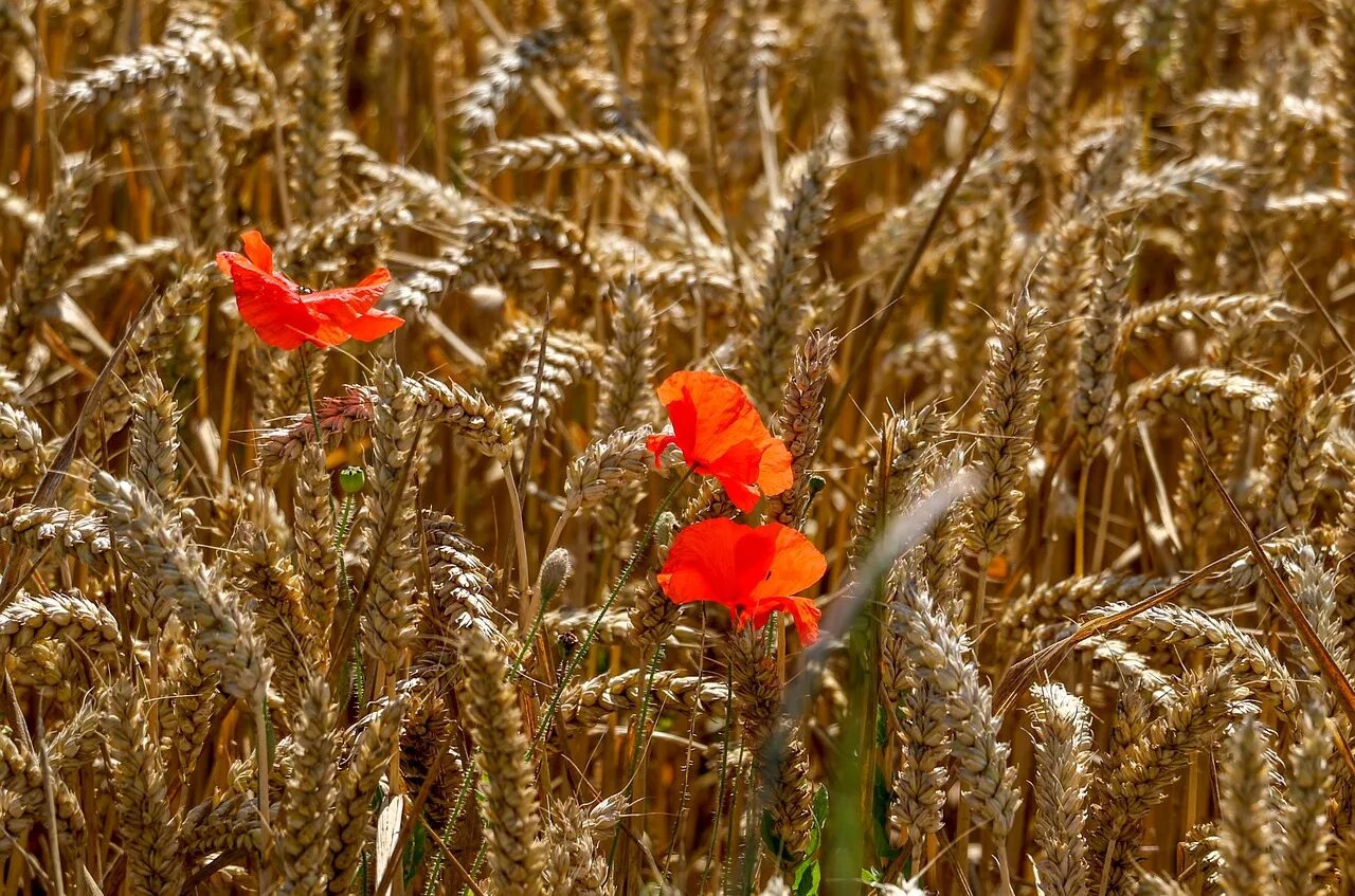 Маки в пшенице. Колосья и Мак поля. Пшеничное поле с маками. Поле пшеница с маками. Corn poppies