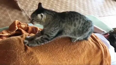Массаж коту видео
