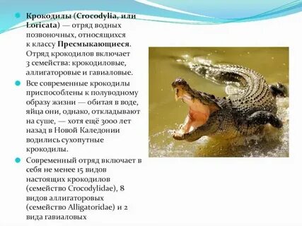 Крокодил систематическая группа