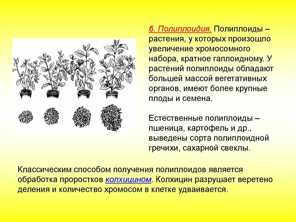 Полиплоидия древесных растений. Полиплоидия в селекции растений. Колхицин полиплоидия. Карпеченко полиплоидия.