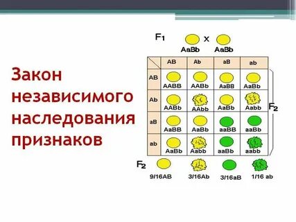Признаки наследуются независимо друг от друга
