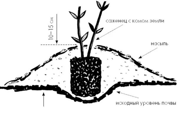 Клематис в марте как сохранить до посадки. Клематис корневище. Посадка клематиса весной в открытый грунт. Клематис посадка в открытый грунт. Посадка клематисов весной в открытый грунт.