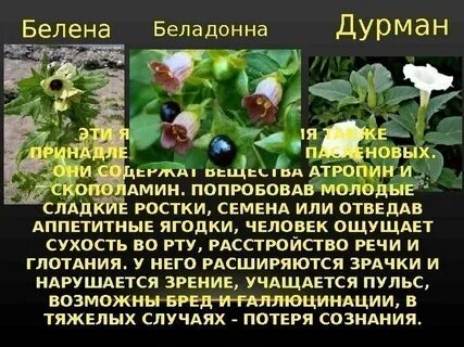 Ядовитые растения какое семейство