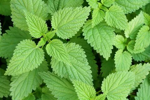 The stinging nettle plant is in abundance in many regions of North America....