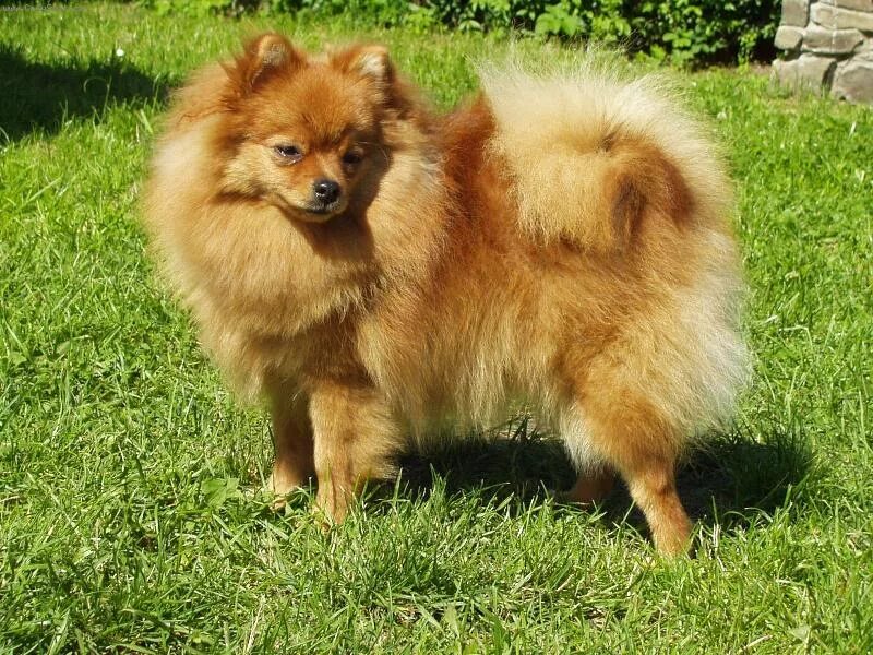 шпиц обычный