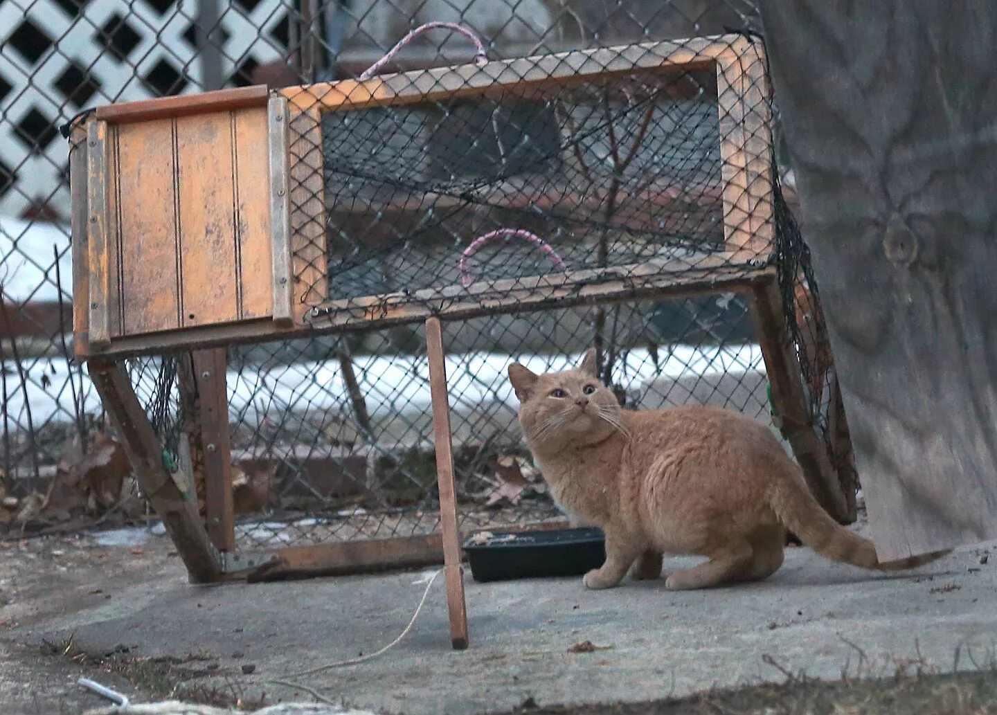 Догони кошку. ЛОВУШКА для дикого кота. Ловушки для диких котов. ЛОВУШКА для бродячих кошек.