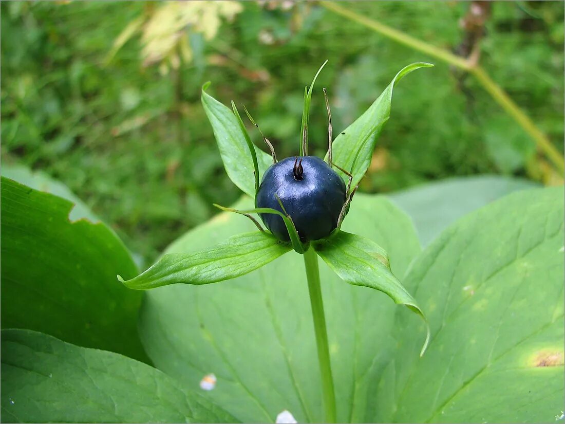 Paris quadrifolia - Image of an specimen - Plantarium