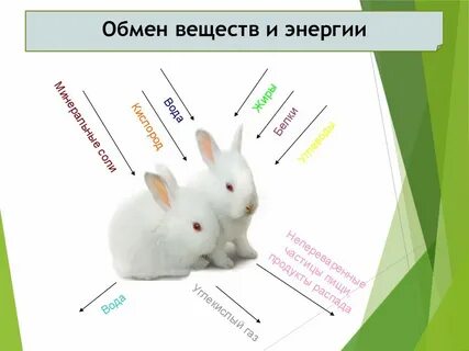 Системы жизнедеятельности животных