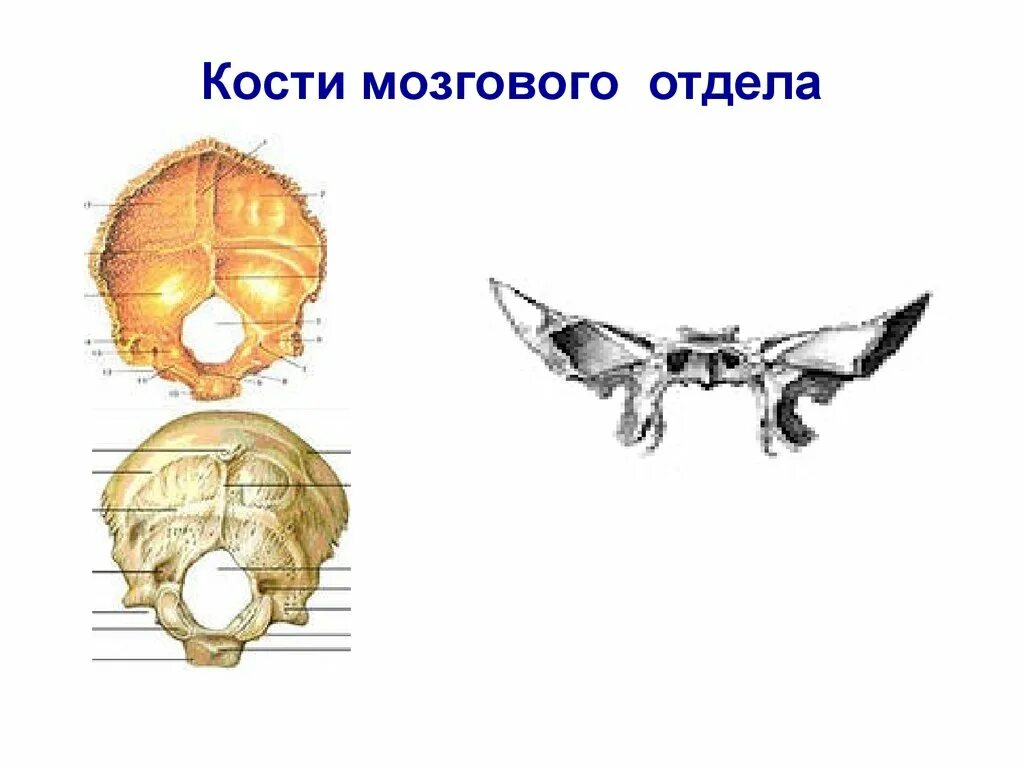 Парным костям черепа являются. Кости мозгового отдела черепа. Кисти мозгового отдела. Кости отдела мозгового отдель. Мозговой отдел черепа анатомия.