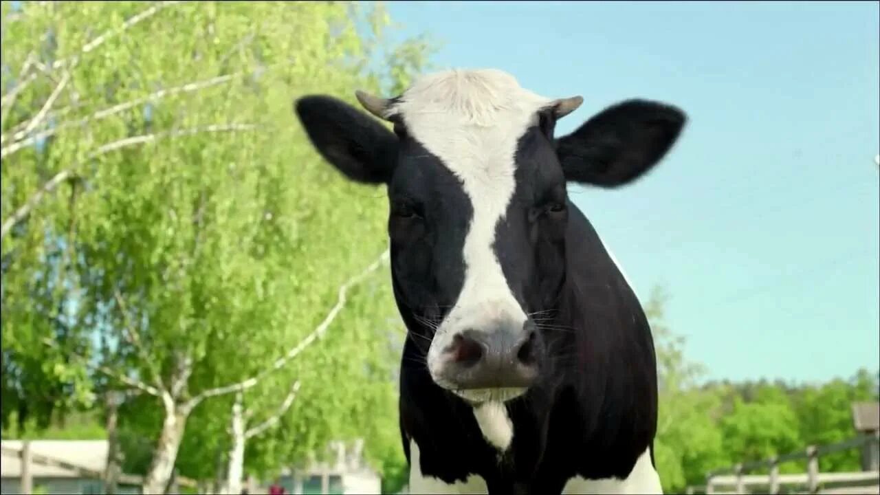 Видео про коров для детей. Танцующие коровы. Видео про коров для детей. Видео про коров. Виды коров.
