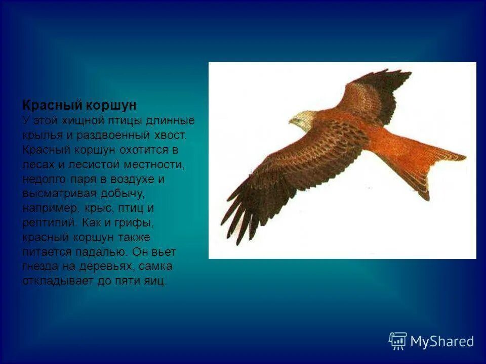 Какую хищную птицу можно