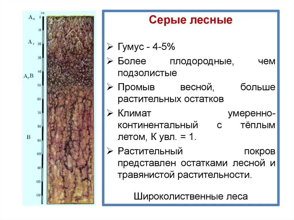 Где находится плодородная почва. Серые Лесные почвы характеристика плодородие. Плодородность серых лесных почв. Тип почв России серые Лесные географическое положение. Тип почвы характеристика.серые-Лесные.