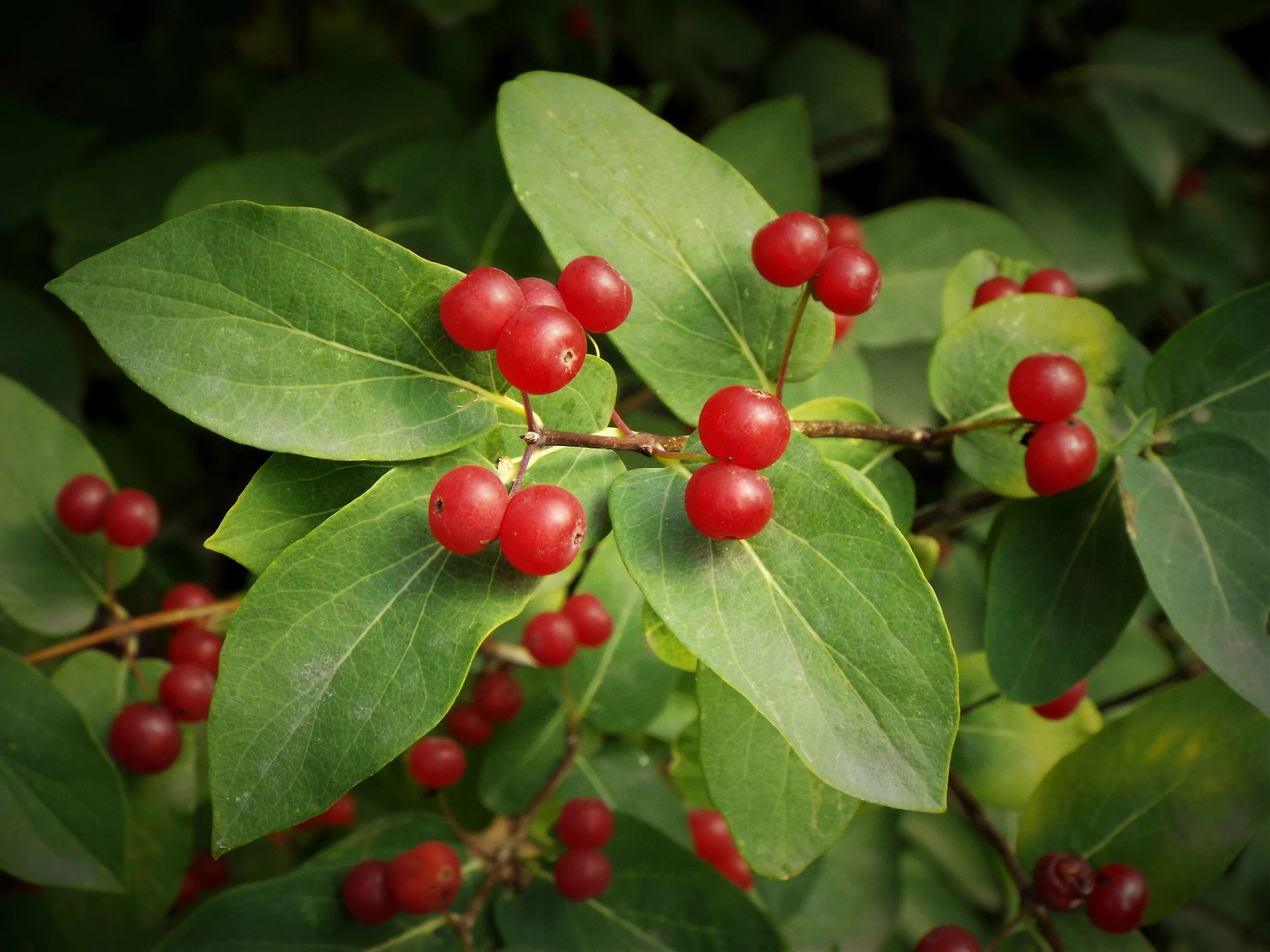 Бирючина обыкновенная ягоды. Комнатные цве ы с названием. Растения и их названия. Колючее растение чертополох. Татарник колючий чертополох.