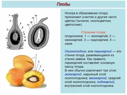 Какая ткань образует околоплодник