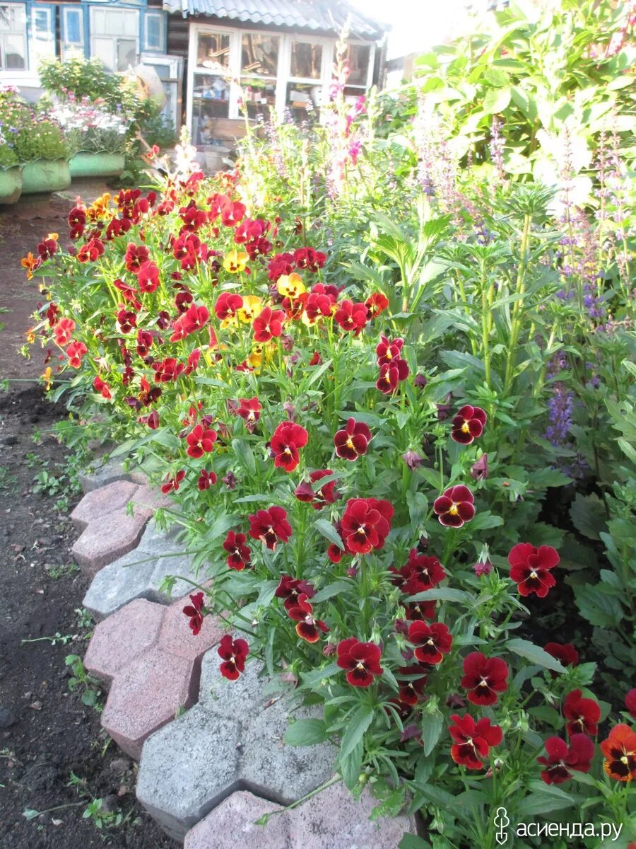 Dianthus gratianopolitanus grandiflorus with nemophila (baby blue-eyes) and malc