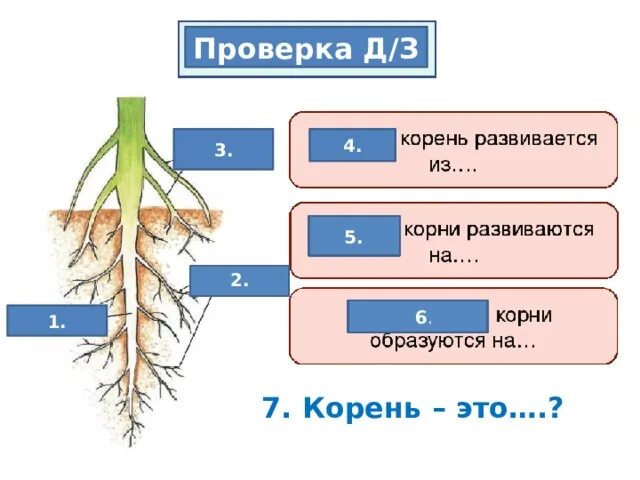 Корень это биология. Функции корня биология 7 класс. Функции корнеплода биология 6 класс. Функции корня 7 класс.