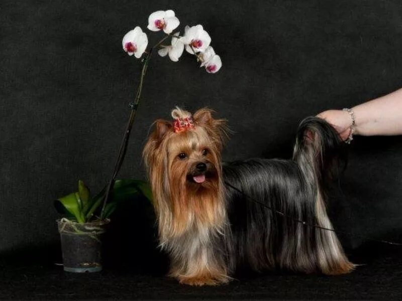 йоркширский терьер стандарт питомник. йоркширский терьер заводчики краснодар. йоркширский терьер мини питомник. питомник йорков в самаре. питомник кремасто неро собак йорки.