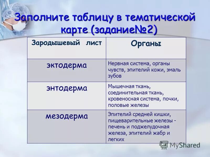 Легкие энтодерма почки. Какие системы органов формируются из эктодермы энтодермы и мезодермы. Entoderma Mezoderma ektoderma. Какие органы образуются из эктодермы энтодермы и мезодермы. Эктодерма образующие ткани и органы.