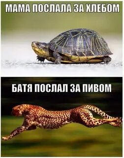 Послали за хлебом
