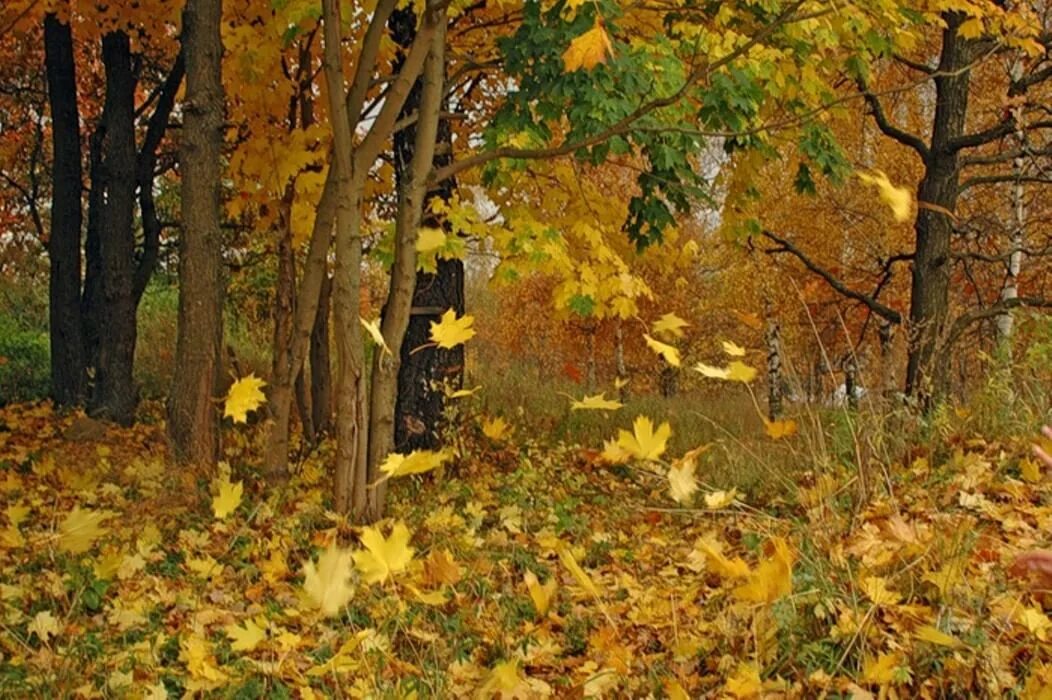 Осенний листопад. Листопад в лесу. Листопад осенью. Осенний лес листопад. Под шум осенней желтой листвы песня