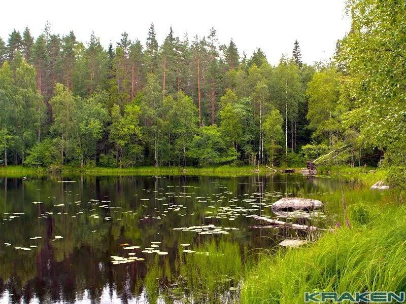 Озеро бурное ленинградская область рыбалка. Озеро бурное. Озеро нюк рыбалка. Треугольное озеро ленинградская область. Озеро бурное.