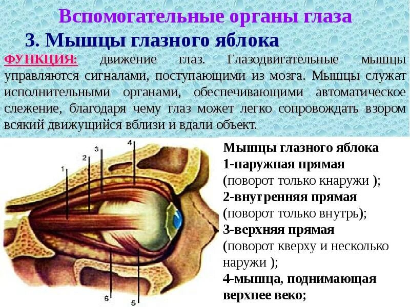 Имеет место крепления глазодвигательных мышц. Глазные мышцы строение и функции. Мышцы глазного яблока функции. Глазодвигательные мышцы строение. Мышцы глаза функции.