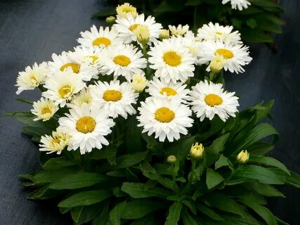 Leucanthemum.