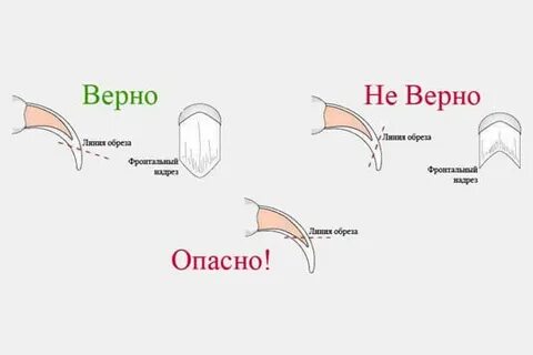 Отрезать ногти собаке